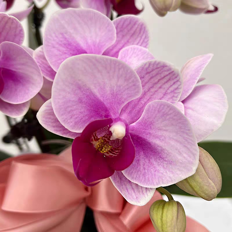蝴蝶兰盆栽 1508-38 宝