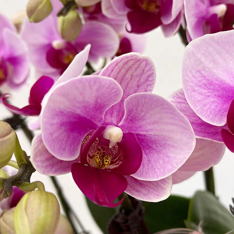 蝴蝶兰盆栽 1505-07 宝