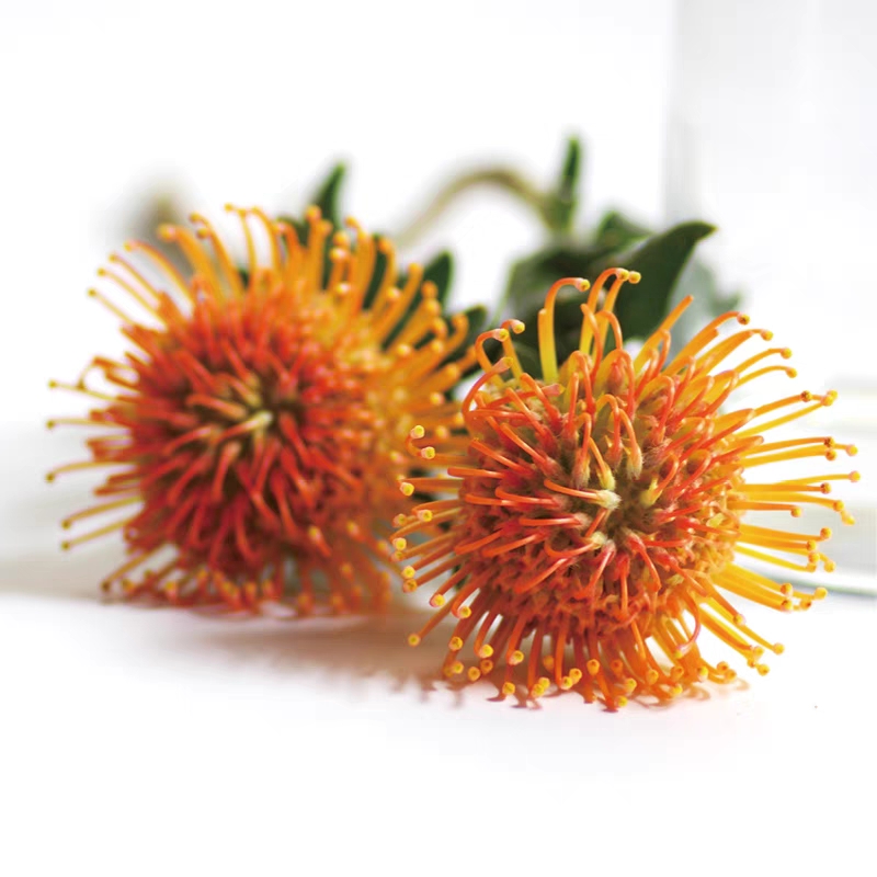 进口花 南非针垫 Succes