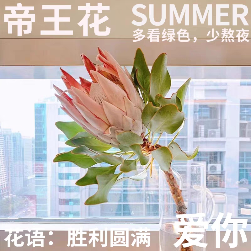【进口】南非帝王花 鲜切花