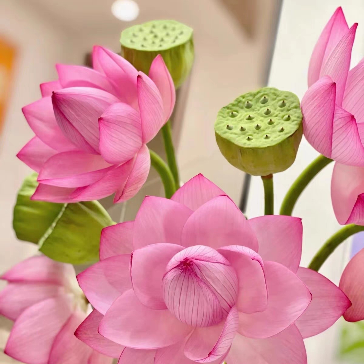 荷花 1枝 莲蓬头