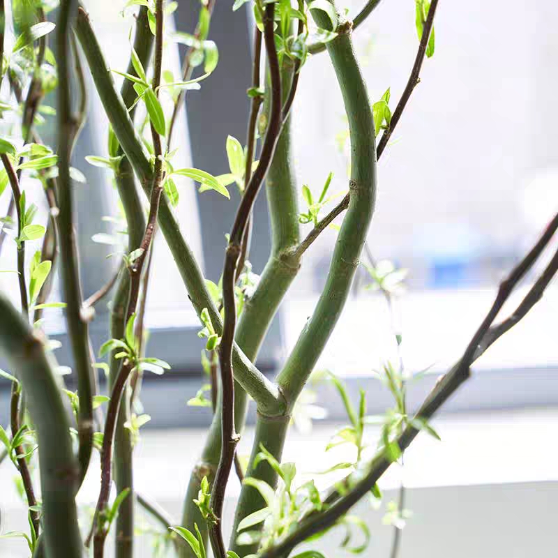 龙柳鲜切花1扎水培鲜花龙柳鲜枝生活鲜花花卉观叶吸甲醛净化空气好养活插花家居鲜花