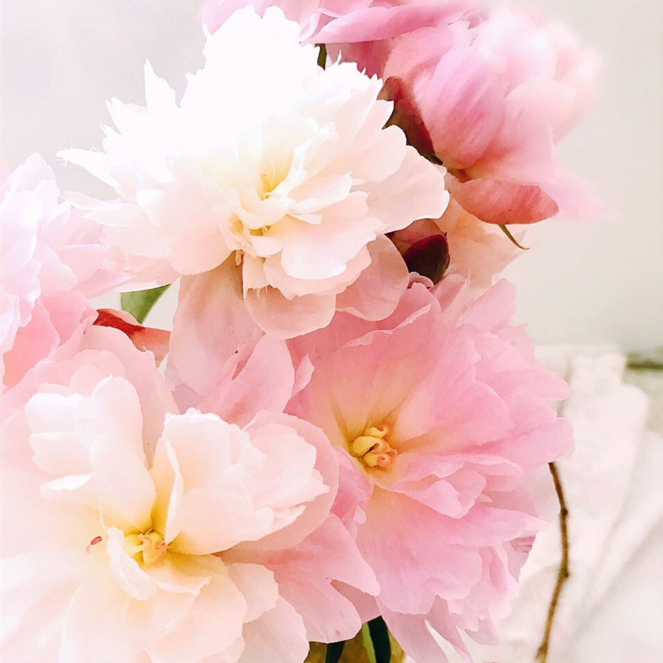 牡丹花 鲜切花【1扎5枝左右】