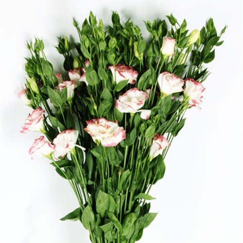 白色洋桔梗鲜切花1扎10-15