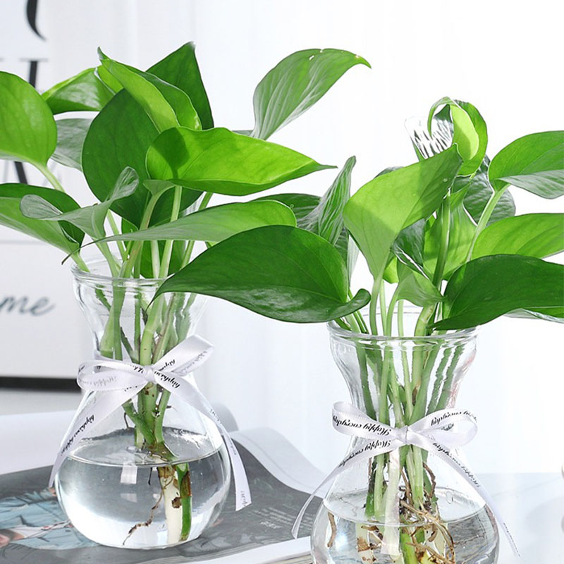 水培绿萝绿箩+玻璃瓶 净化空气