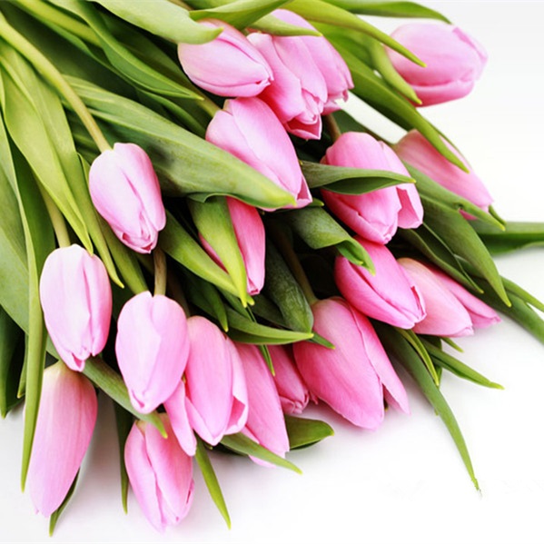 粉色郁金香鲜切花1扎8-10枝