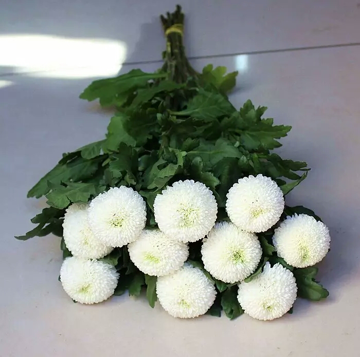 乒乓球 白色乒乓菊10枝/扎 