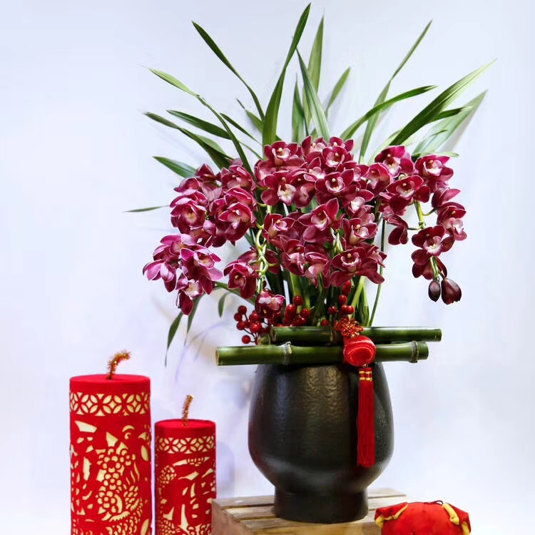 韩国垂兰 大花蕙兰13