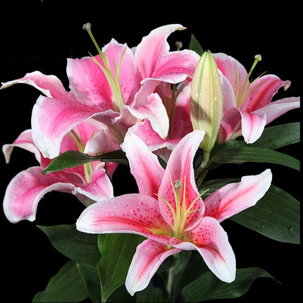 粉色 香水百合花 Lily  