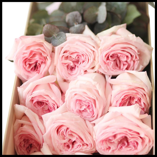 12朵 Super Rose-Pink Lover 厄瓜多尔玫瑰花-粉色恋人 