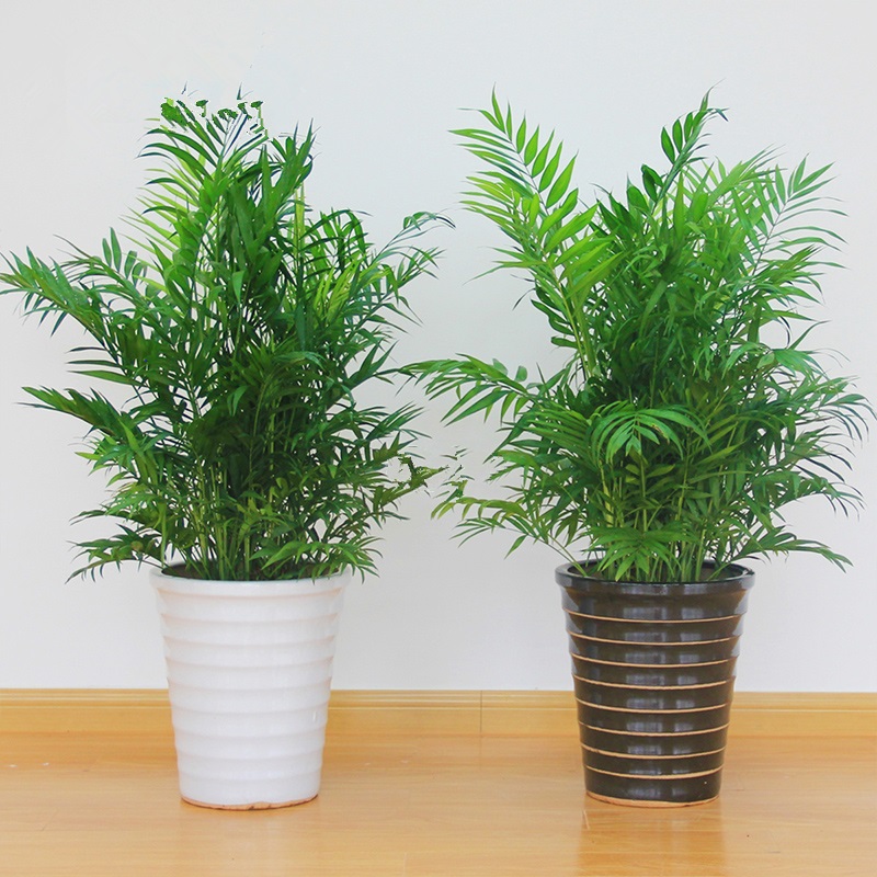 夏威夷椰子 袖珍椰子 2001