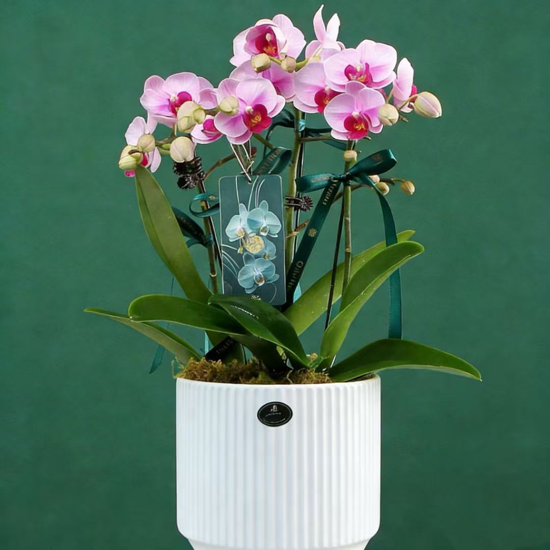 蝴蝶兰盆栽绿植盆景好养兰花带花