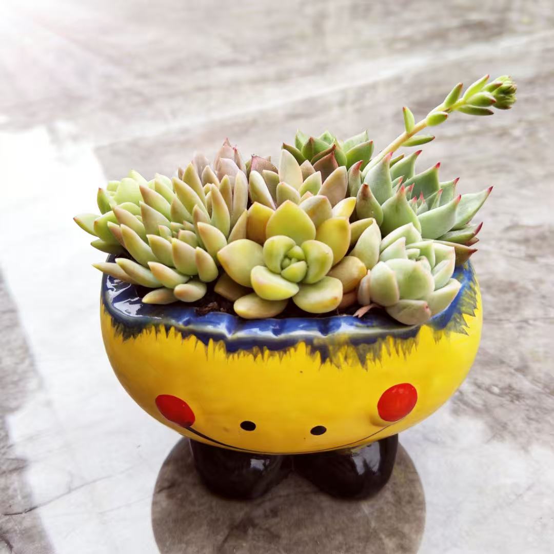 笑脸多肉植物组合盆栽