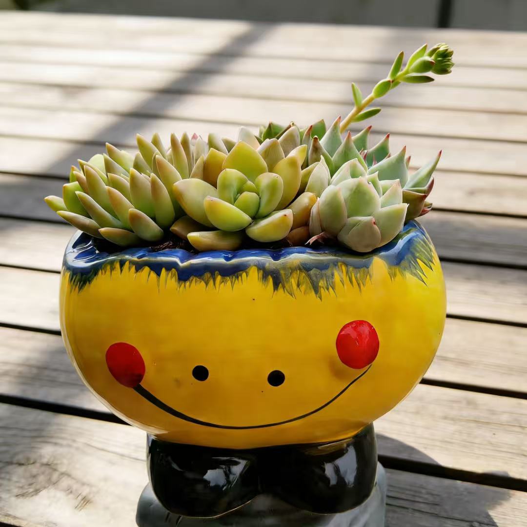 笑脸多肉植物组合盆栽