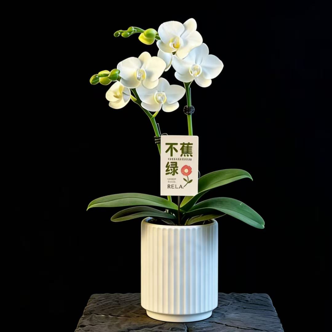 蝴蝶兰1502-02 白色蝴蝶