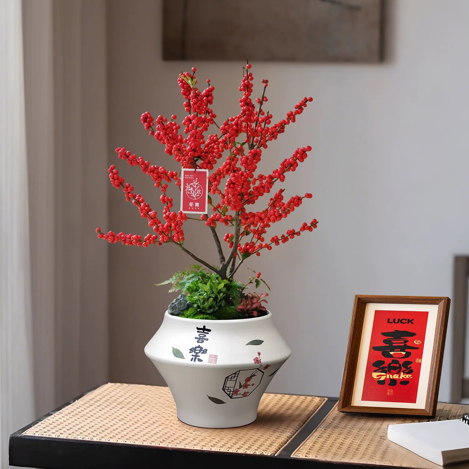 北美冬青植物盆栽 红豆盆栽花卉