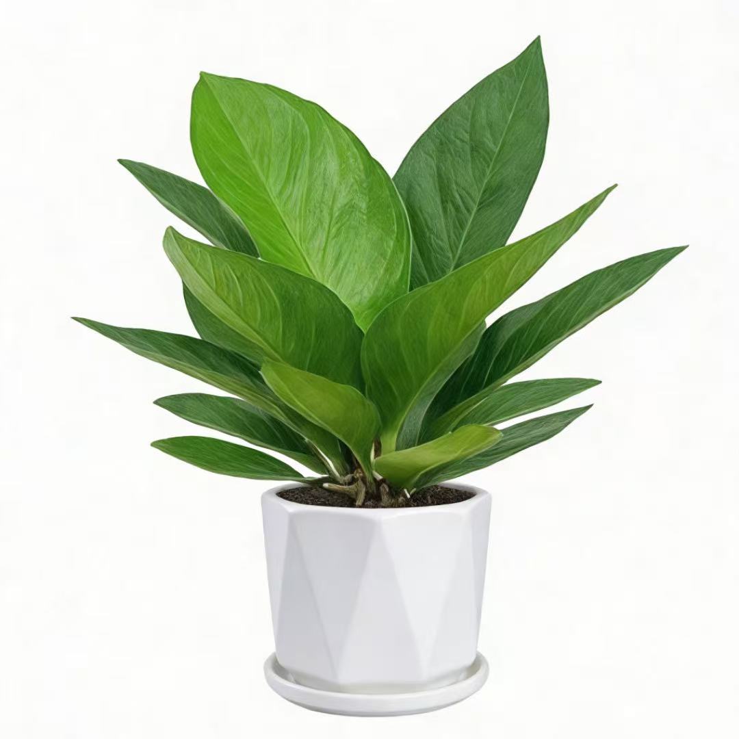 聚宝盆新品鸟巢花烛绿植小盆栽花