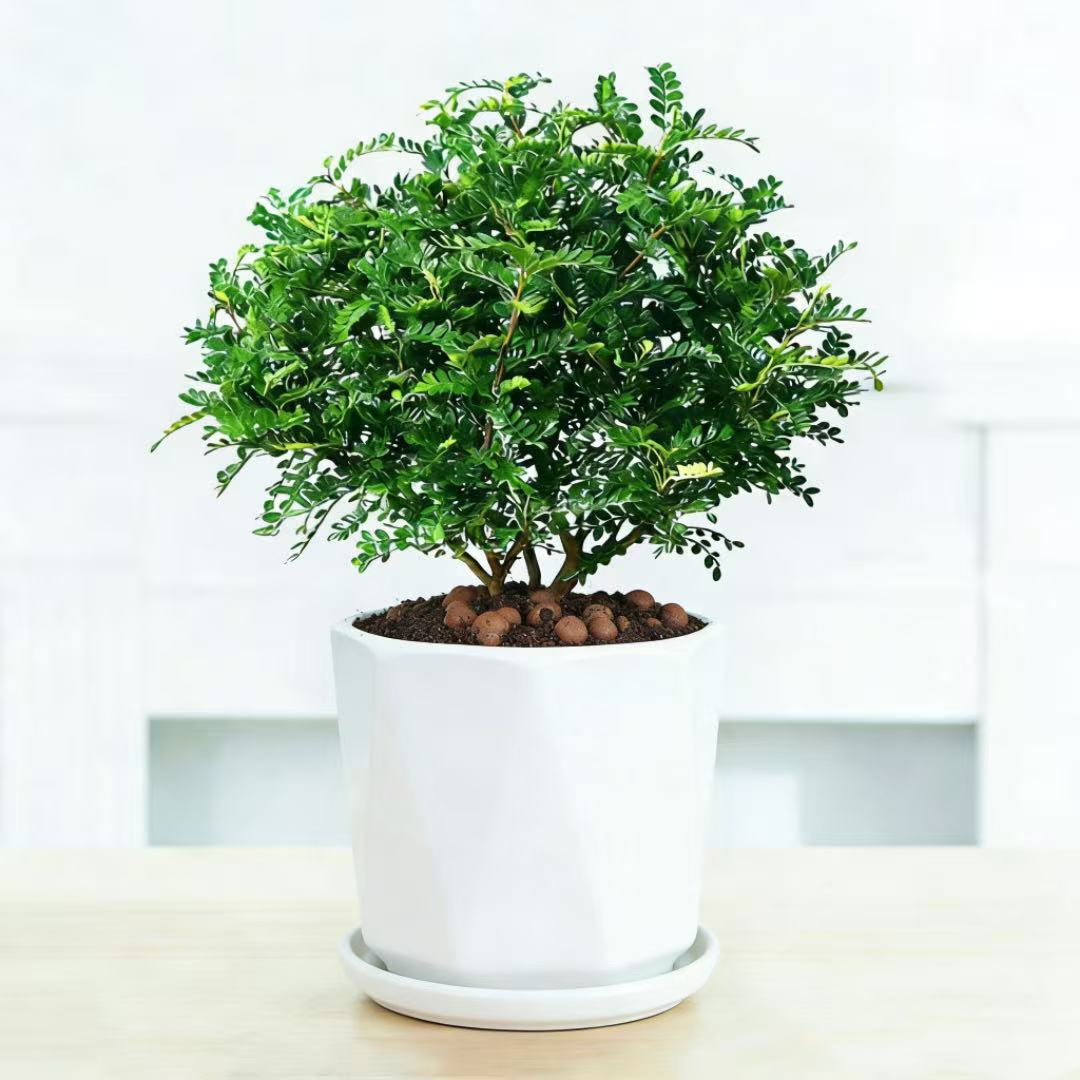 清香木胡椒木驱蚊植物盆栽木本植
