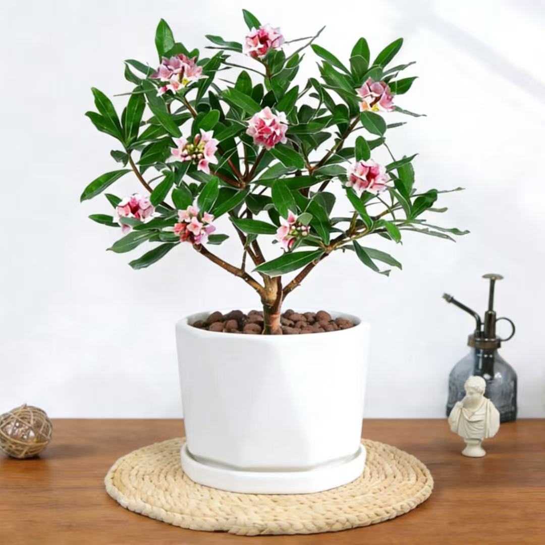 瑞香 植物盆栽 金边瑞香 浓香