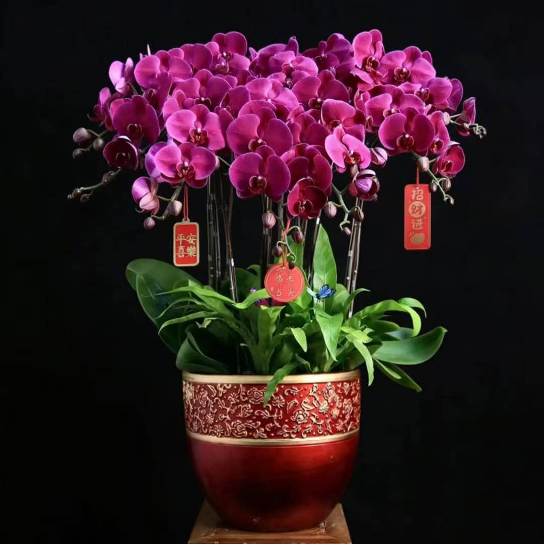 蝴蝶兰1510-08大辣椒蝴蝶