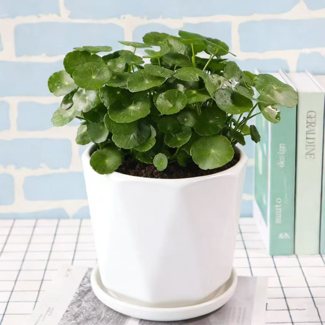 铜钱草植物盆栽