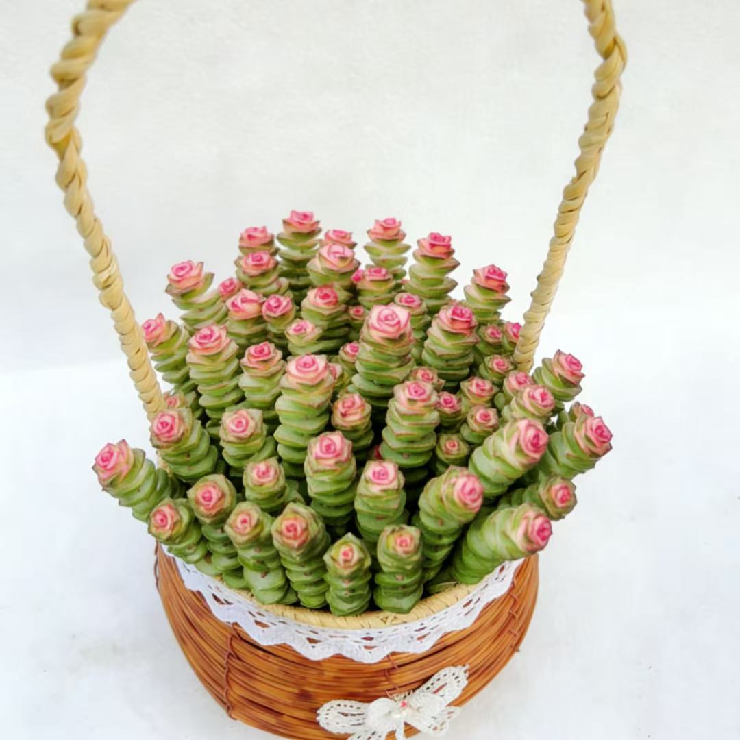 钱串手提编织花篮招财植物多肉植