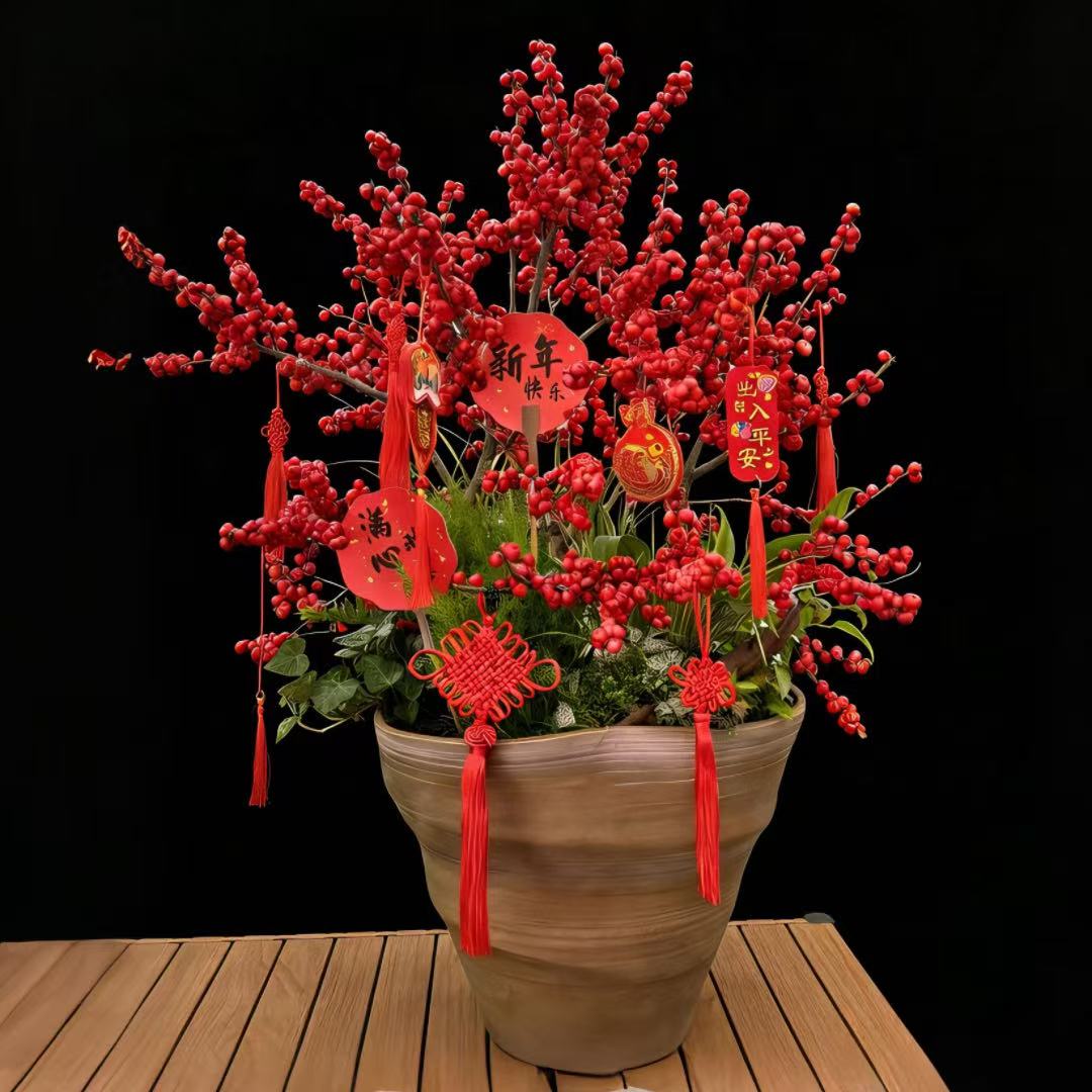 精品北美冬青盆景植物盆栽红豆植