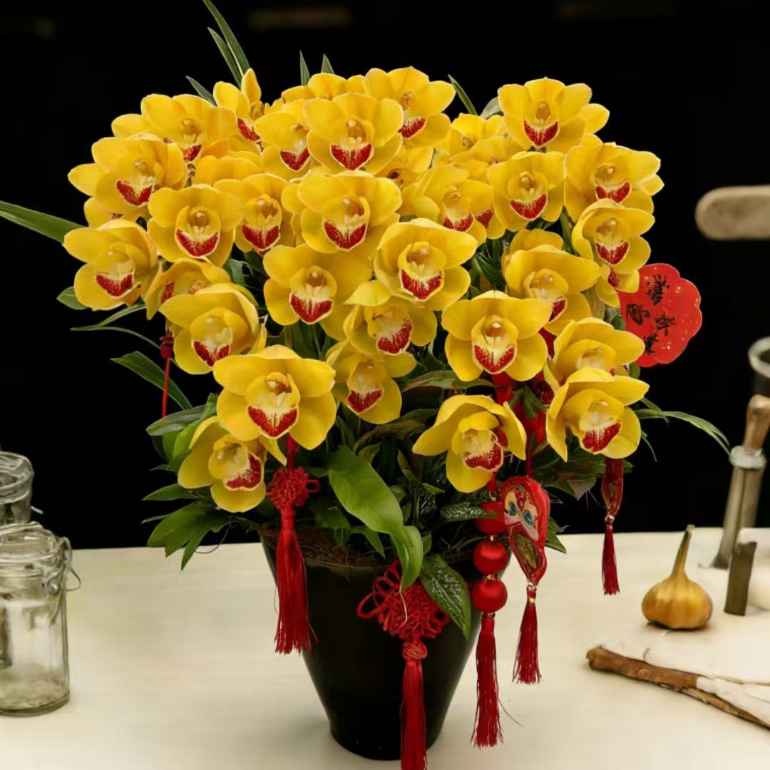 黄色大花蕙兰组合盆栽韩国垂兰黄色拱兰大花惠兰单株大花卉兰盆栽