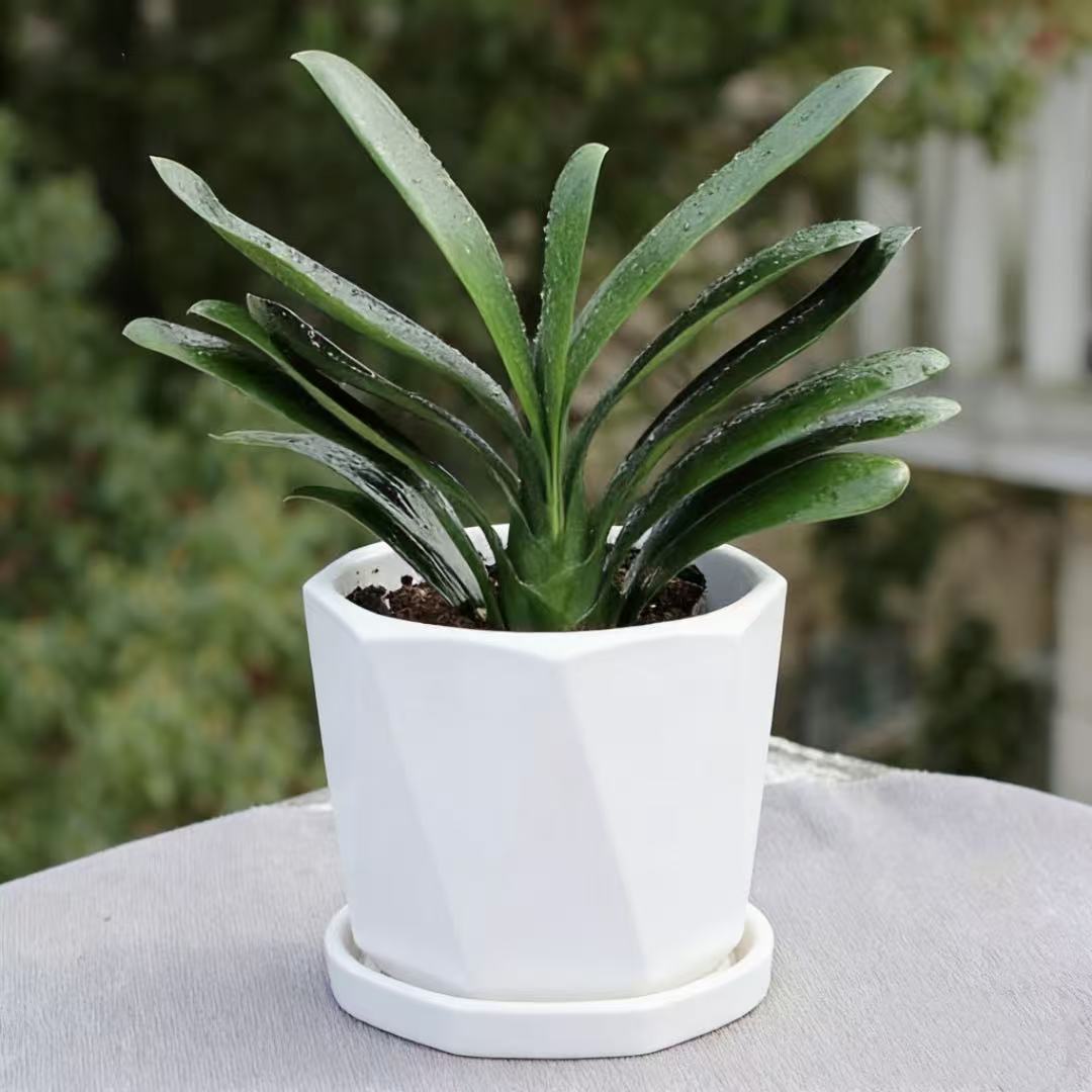 君子兰花卉开花植物花卉盆栽四季