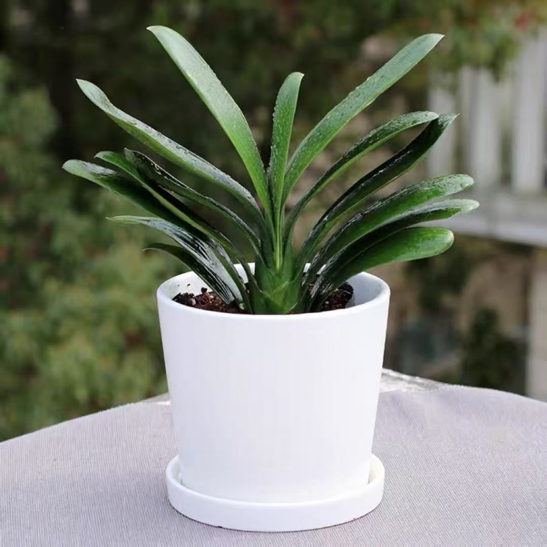 君子兰花卉开花植物花卉盆栽四季