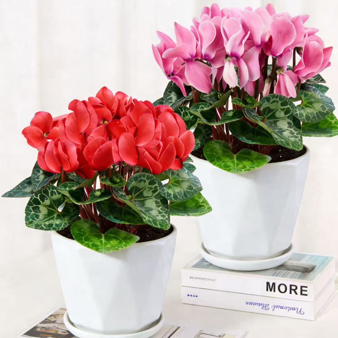 兔子花仙客来花多多开花植物盆栽