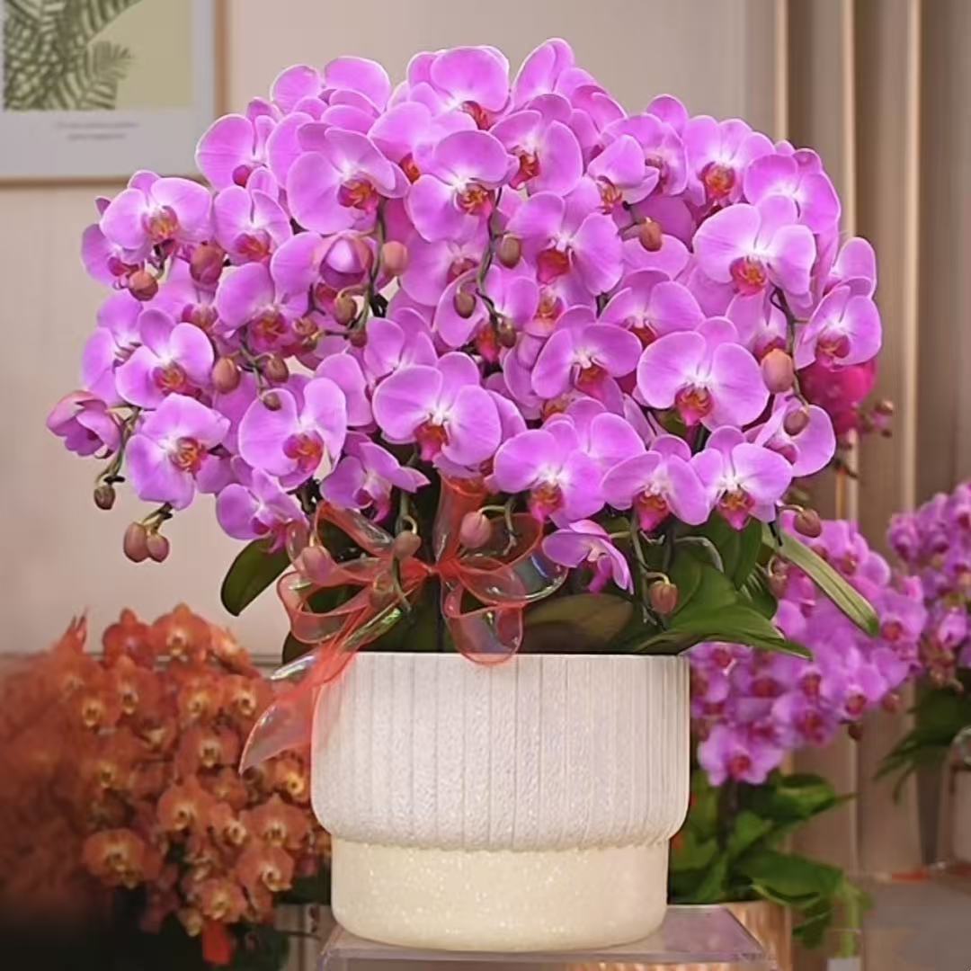 蝴蝶兰1510-3蝴蝶兰盆栽
