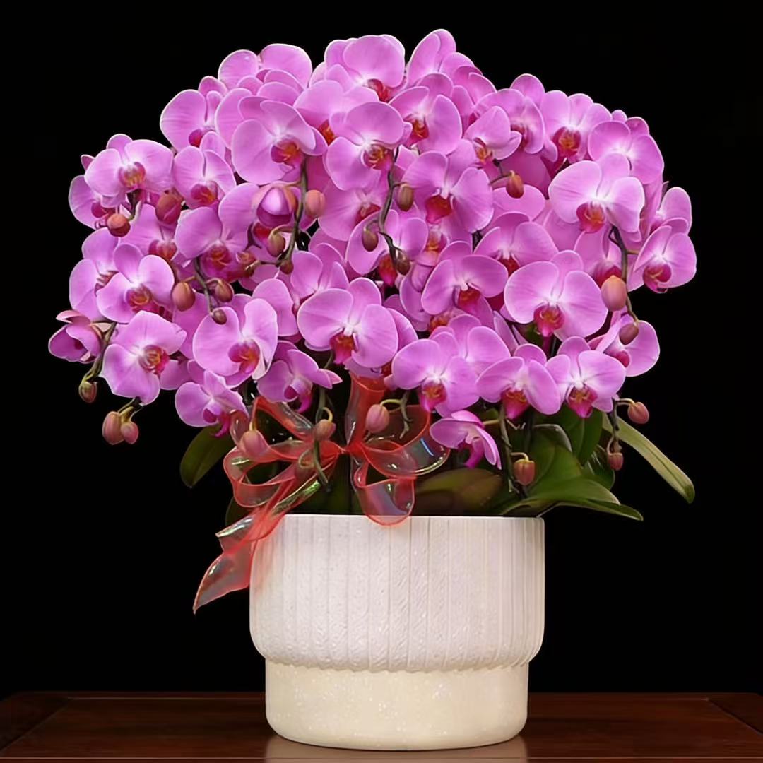 蝴蝶兰1510-3蝴蝶兰盆栽