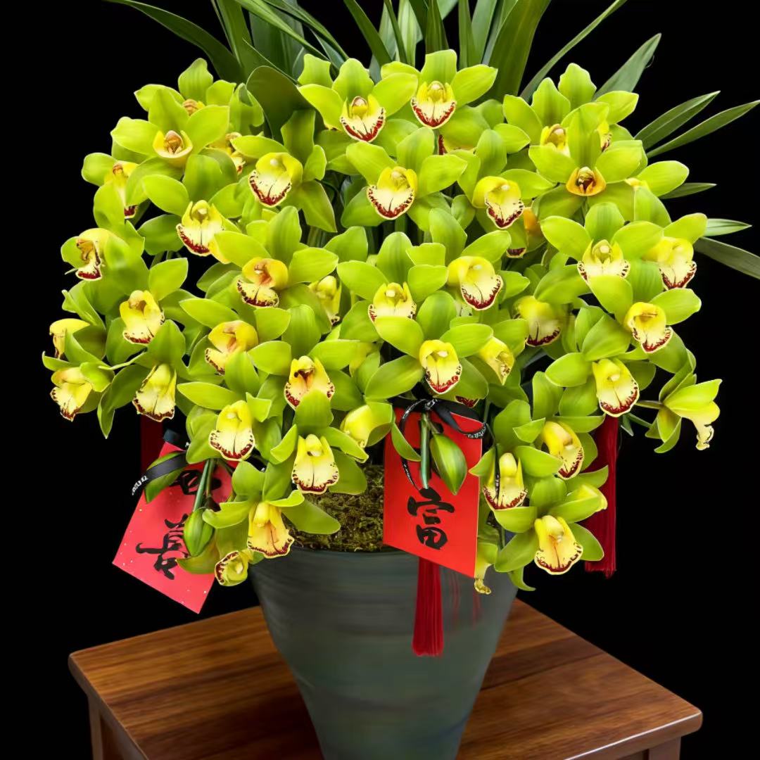 绿色大花惠兰 韩国垂兰 大花蕙