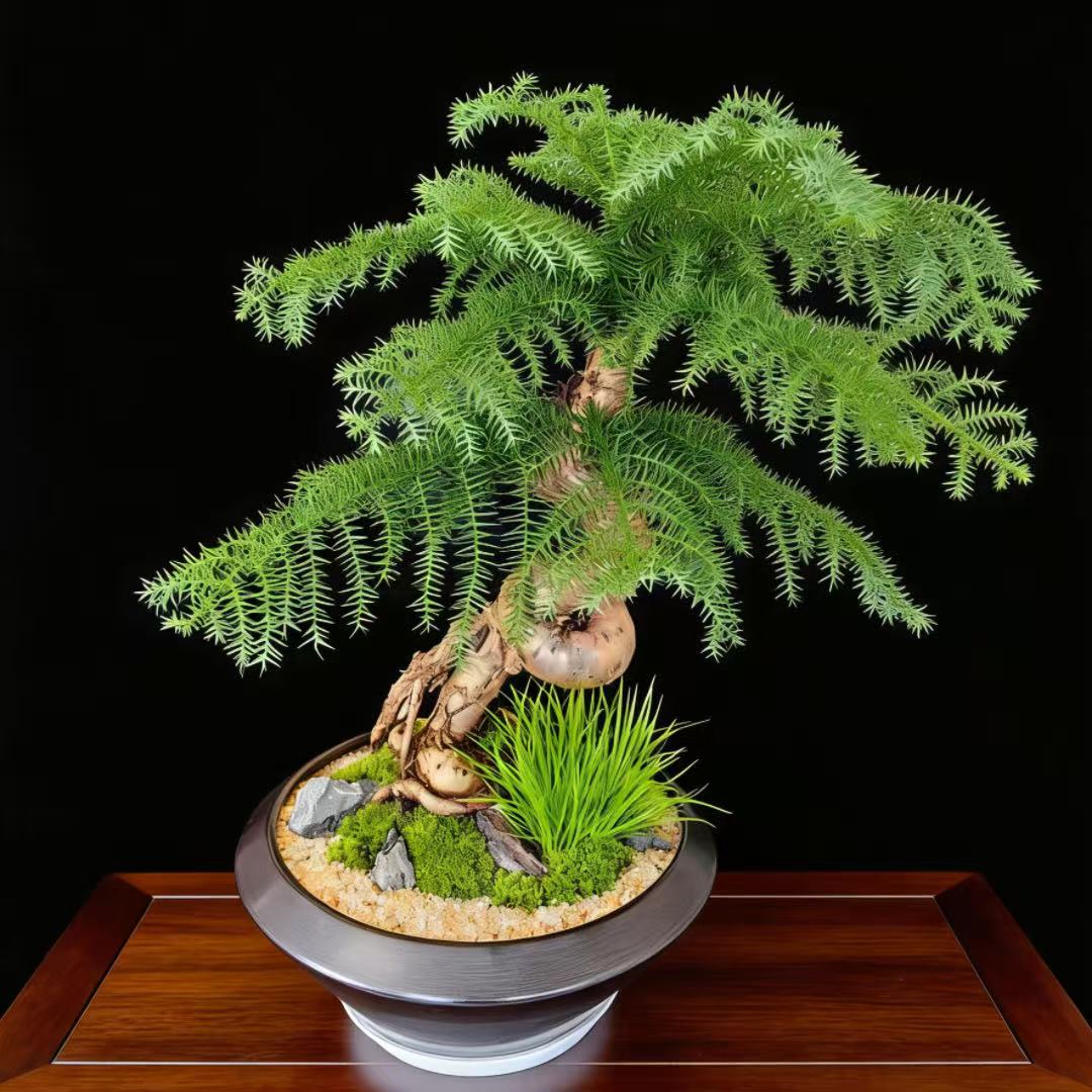 澳洲杉盆景老桩植物室内客厅办公茶室绿植不老松盆栽开业乔迁送礼