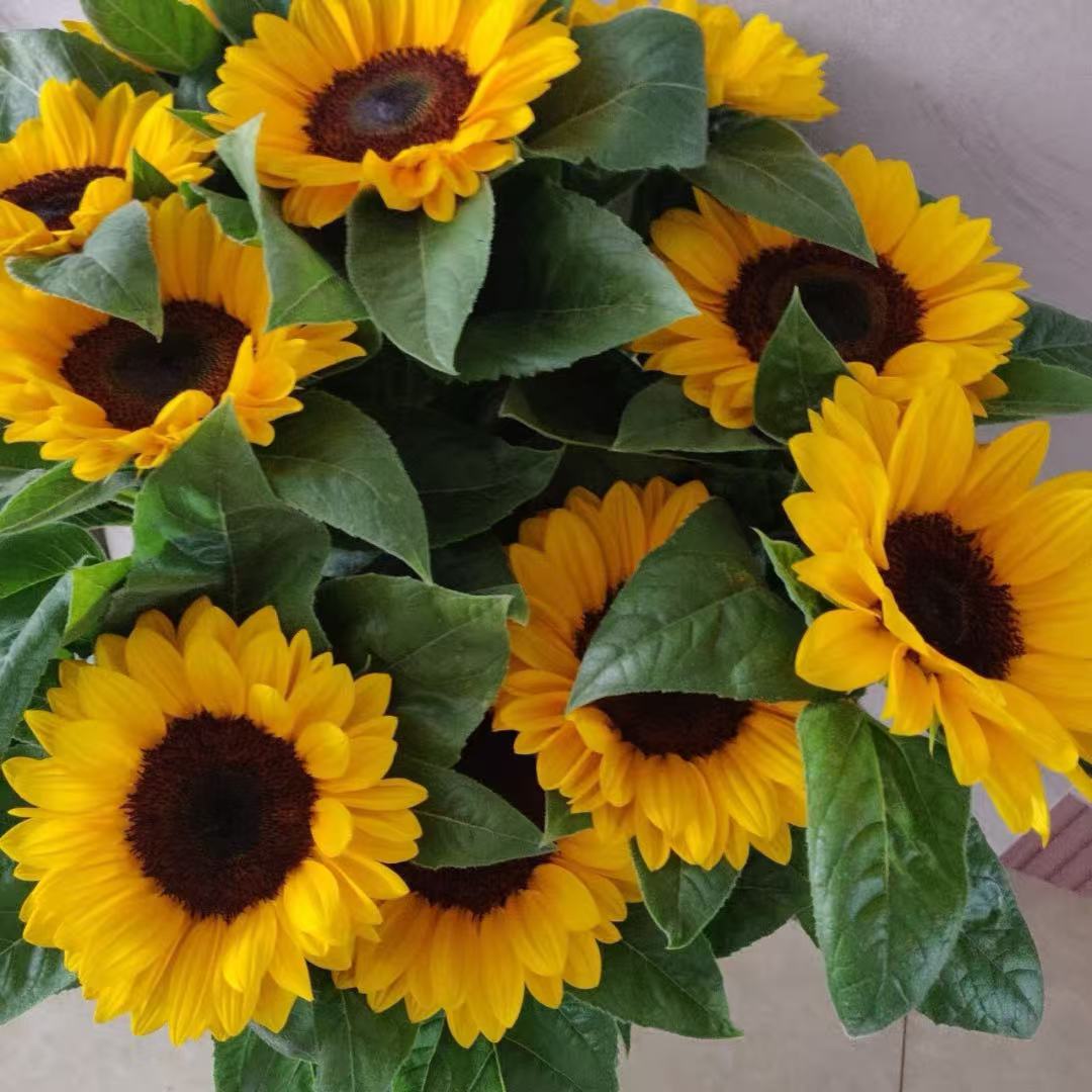 向日葵Pieris鲜切花家庭生