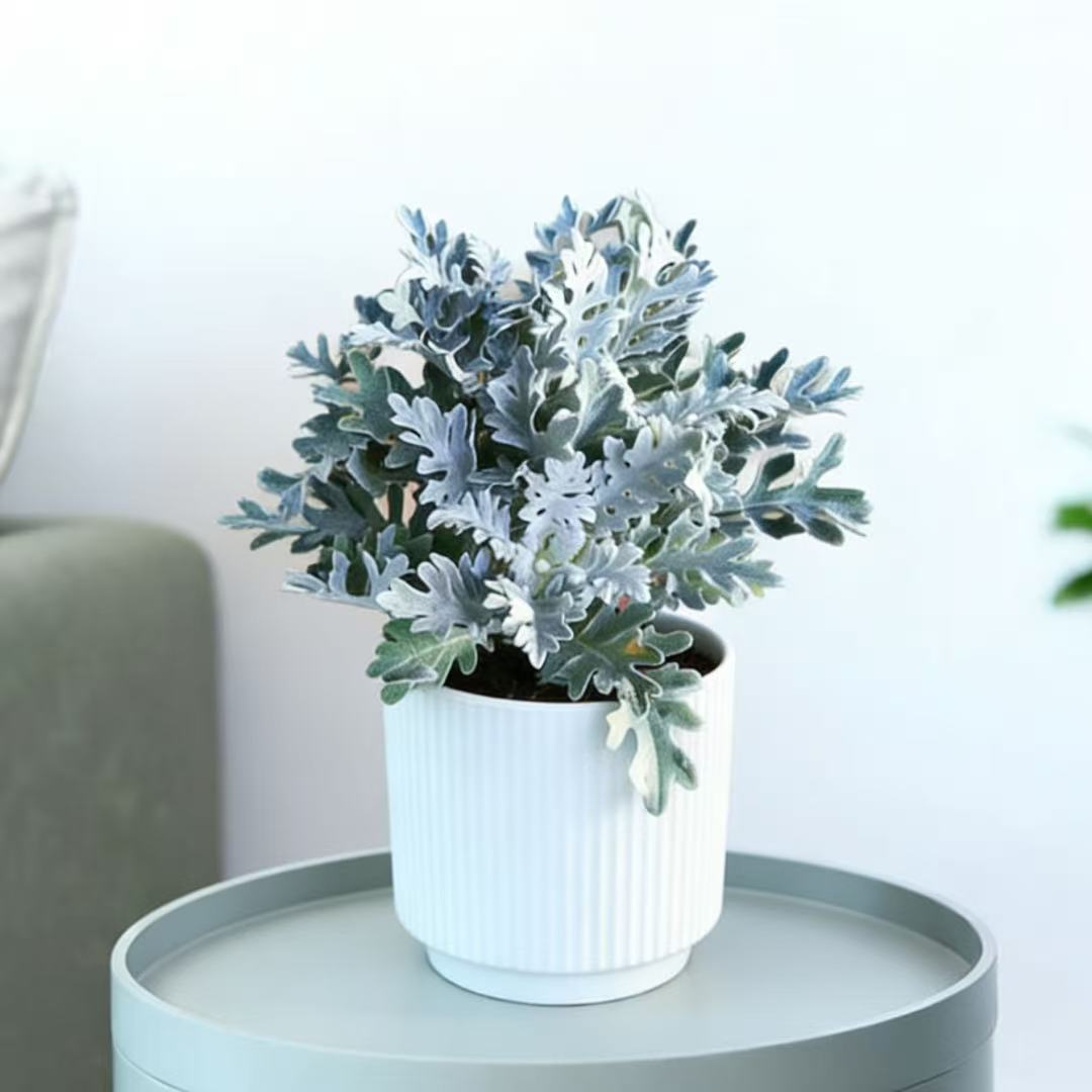 银叶菊盆栽冰雪精灵白雪球芙蓉菊