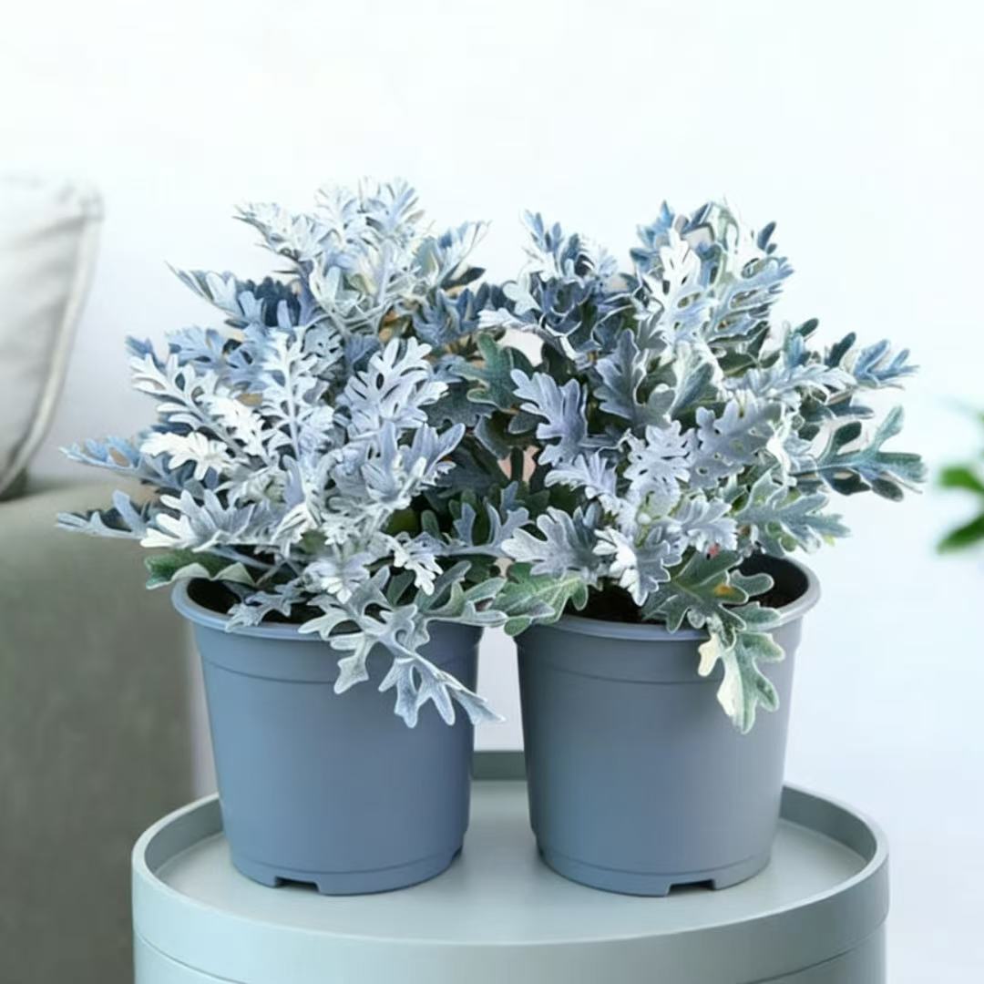 银叶菊盆栽冰雪精灵白雪球芙蓉菊