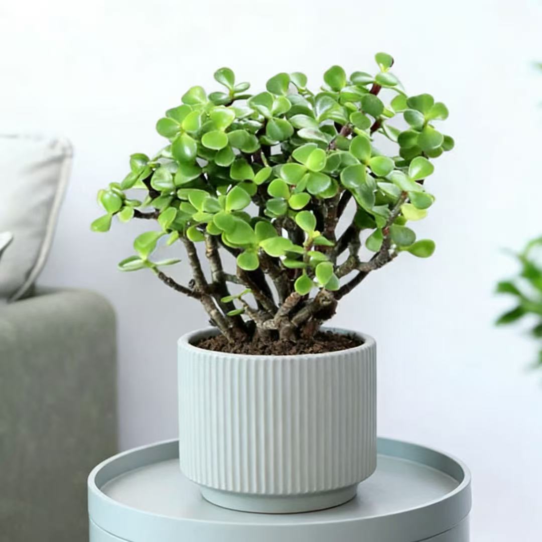 原生金枝玉叶盆栽多肉植物盆栽雅乐之舞好养多肉老桩植物盆栽