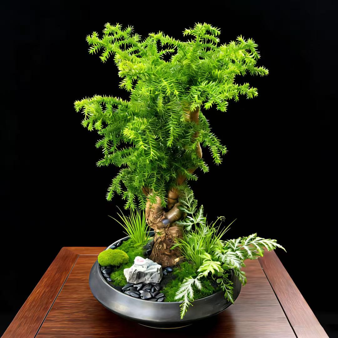 澳洲杉盆景老桩植物室内客厅办公