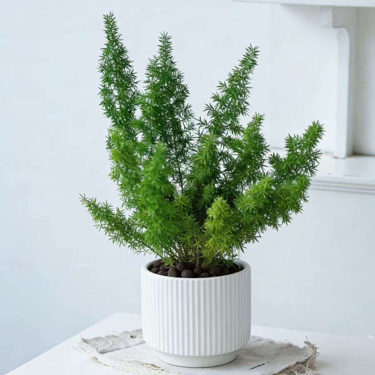 狐尾天门冬盆栽室内客厅桌面常绿植物对动物友好趣味可爱好养绿植