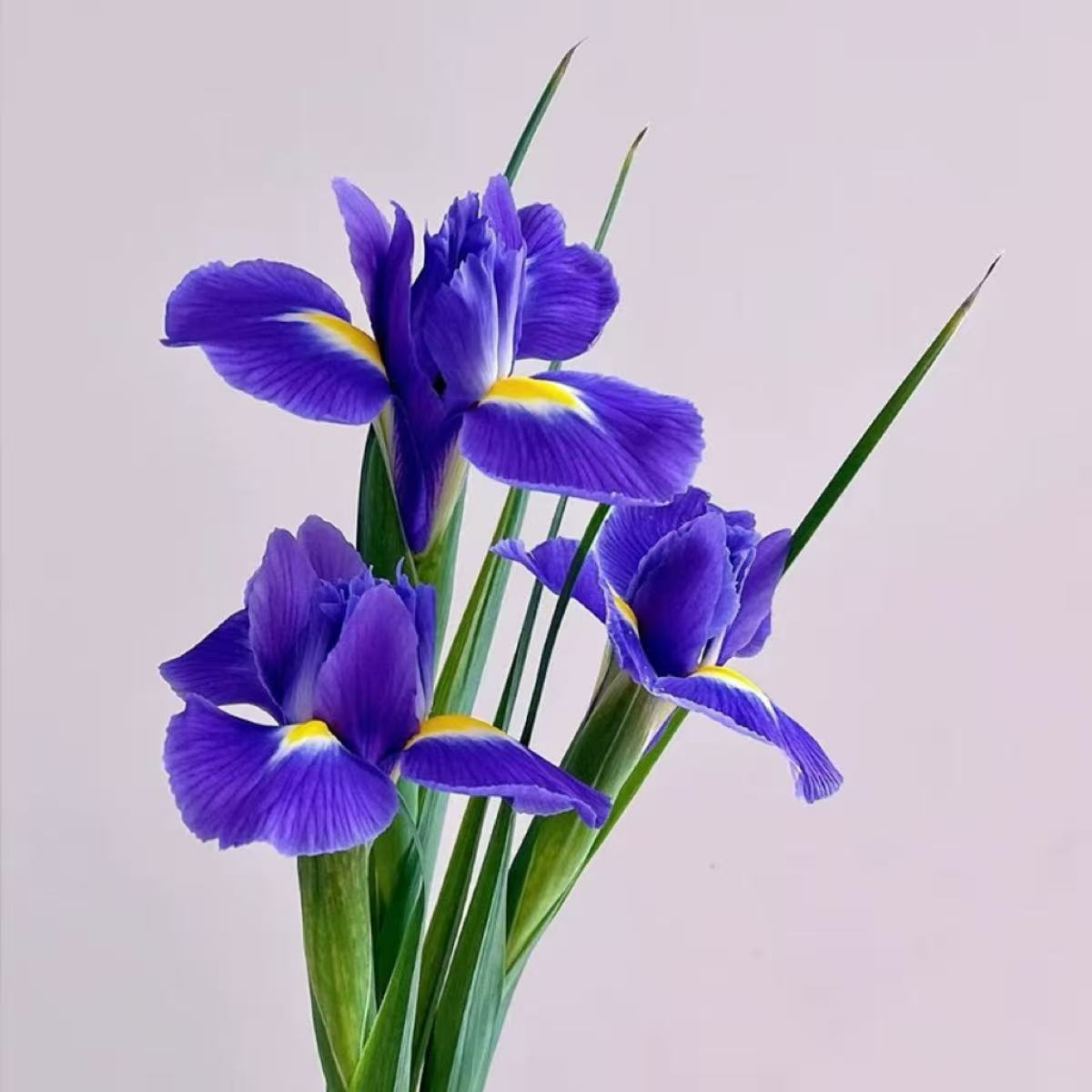 鸢尾花鲜花1扎生活鲜花新鲜插花