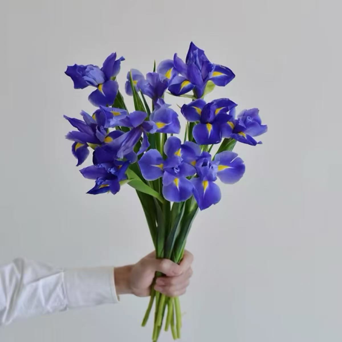 鸢尾花鲜花1扎生活鲜花新鲜插花