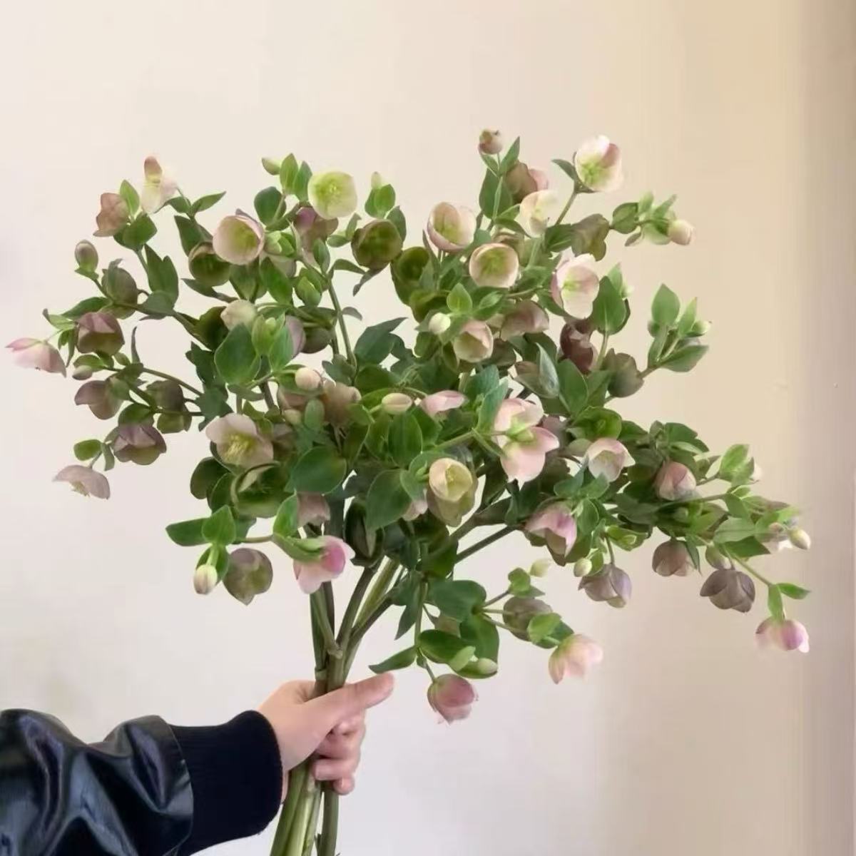 菟葵鲜花铁筷子鲜切花1扎新鲜室