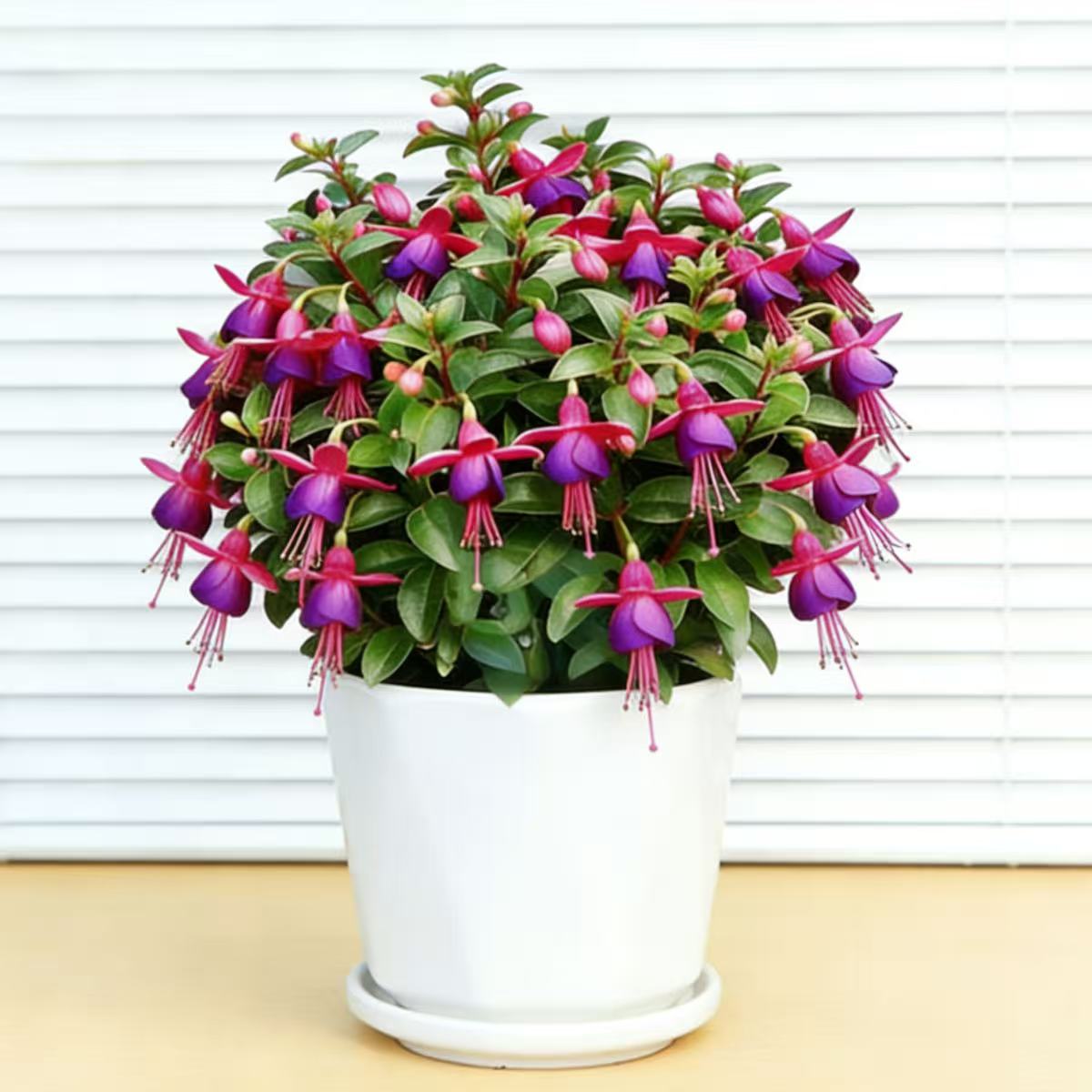 倒挂金钟开花植物重瓣大花倒挂金