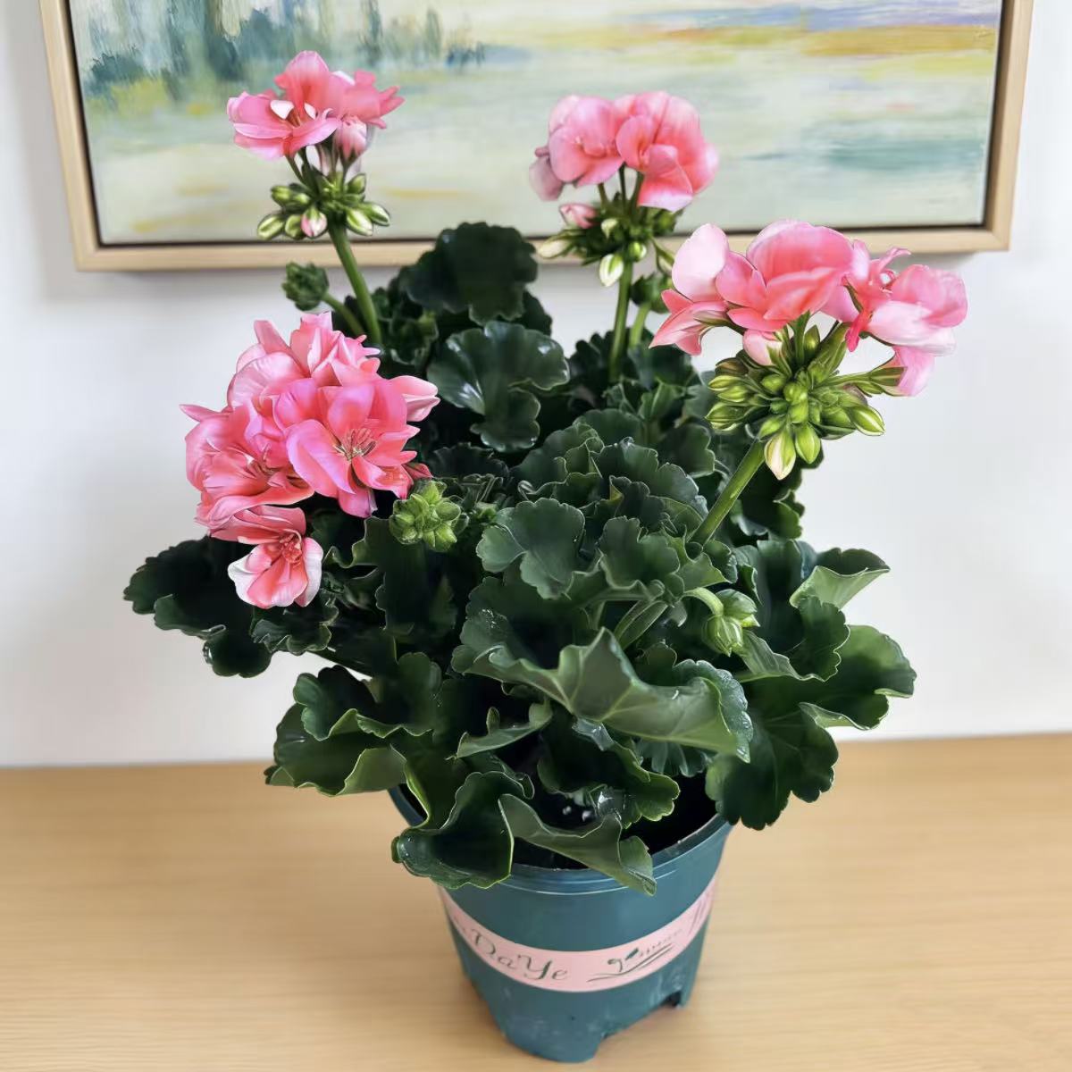 天竺葵盆栽重瓣大花植物室内阳台