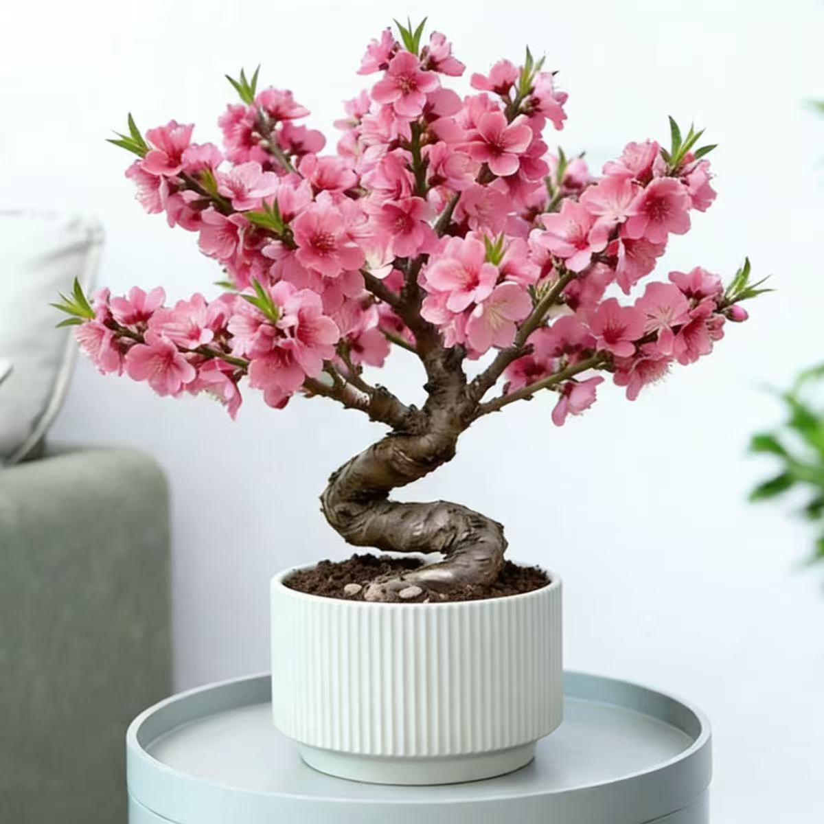 桃花树盆栽老桩苗阳台寿心桃子桃