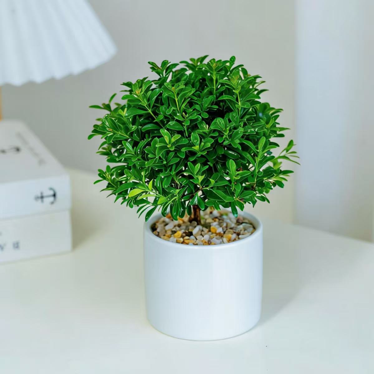 小叶赤楠绿植室内中式禅意植物盆景办公室桌面高级感小盆栽好养活