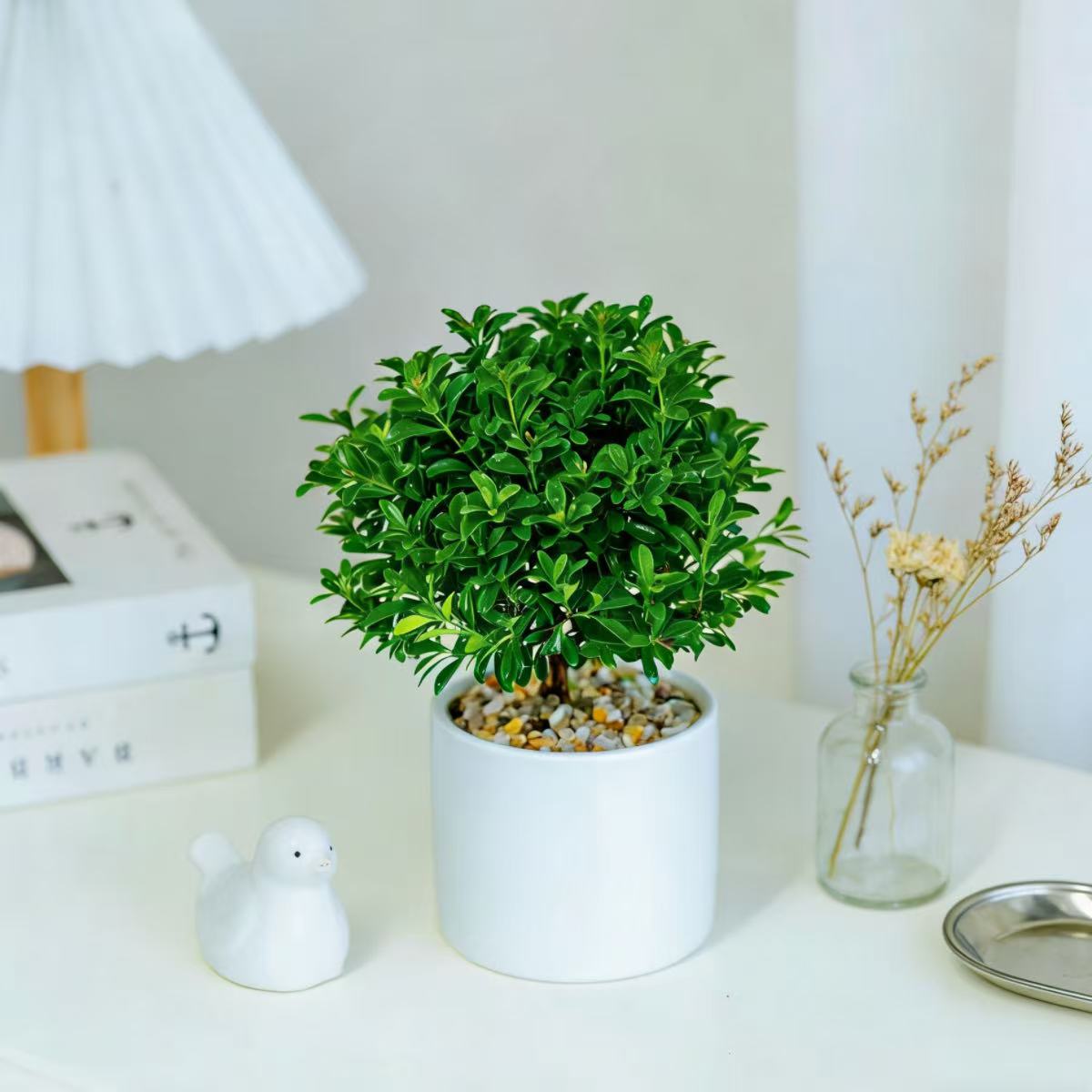 小叶赤楠绿植室内中式禅意植物盆景办公室桌面高级感小盆栽好养活