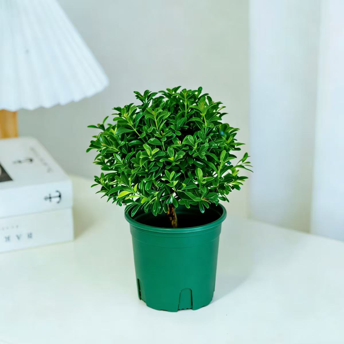 小叶赤楠绿植室内中式禅意植物盆景办公室桌面高级感小盆栽好养活